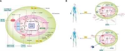 Mitochondria in innate immunity signaling and its therapeutic implications in autoimmune diseases